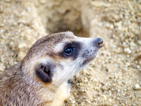 Bonito meerkat que pequeno animal de pele marrom tem vida na natureza seu alerta olhar para a frente na areia marrom ou solo chão com borrão natureza fundo — Fotografia de Stock