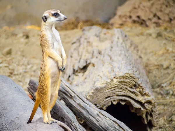 Cute meerkat that small animal its standing to alert look in forward on a small timber that put on brown sand or soil ground  with blur nature background — Stock Photo, Image