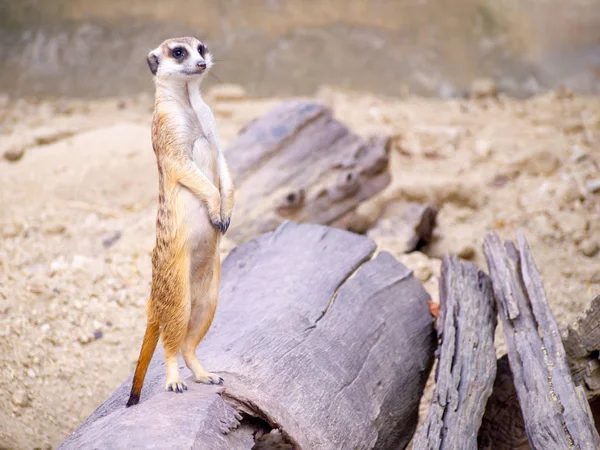 Niedlichen Erdmännchen, das kleine Tier seinen Standpunkt aufmerksam beobachten auf einem kleinen Holz, das auf braunem Sand oder Boden mit unscharfem Naturhintergrund gelegt — Stockfoto