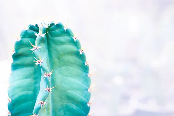Isolated cactus minimal nature lifestyle concept idea on white background
