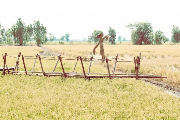 Pola i bambusa most walkwayt, wsi. Scarecrofield i bambusa most chodnik, wsi. Strach na wróble Stoiska w field.bamboo drewna terrace.nature backgroundw stoją na field.bamboo woo — Zdjęcie stockowe