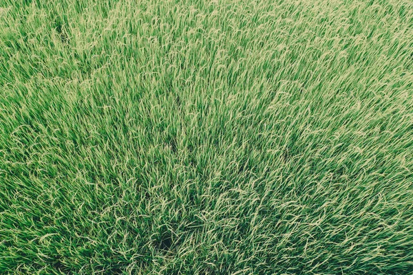 Zelená tráva rýže pole textury pozadí na jaro nebo léto a den země světa koncepce uložit prostředí čisté myšlenky — Stock fotografie
