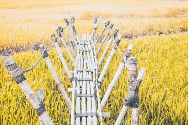 Puente de bambú es la estructura vernácula Utilice la cuerda en la construcción archivada en el campo de arroz verde . —  Fotos de Stock