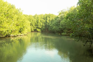 Mangrov orman nehir yeşil mükemmel doğa arka planda Tayland