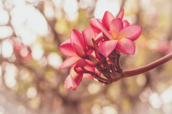 Belle fleur tropicale rose et pétales Plumeria fleur fleurir.Spring.Ssummer.bokeh flou nature background.warm — Photo