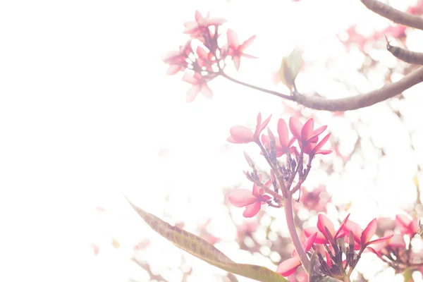 Güzel pembe tropikal çiçek ve yaprakları Plumeria çiçek çiçek. Spring.Summer.bokeh doğa arka plan bulanıklık. — Stok fotoğraf