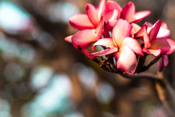 Bellissimo fiore tropicale rosa e petali Plumeria fiore blossom.Spring.Summer.bokeh sfocatura natura sfondo . — Foto Stock