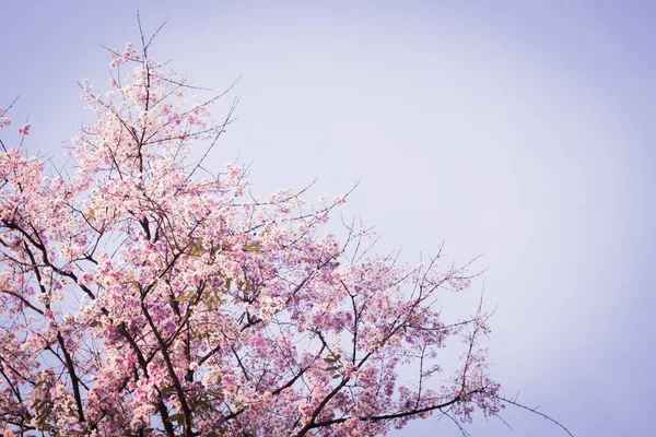 Rózsaszín cseresznyevirág, gyönyörű virágok, kék ég, a tavaszi nyári szép édes természet ellen — Stock Fotó
