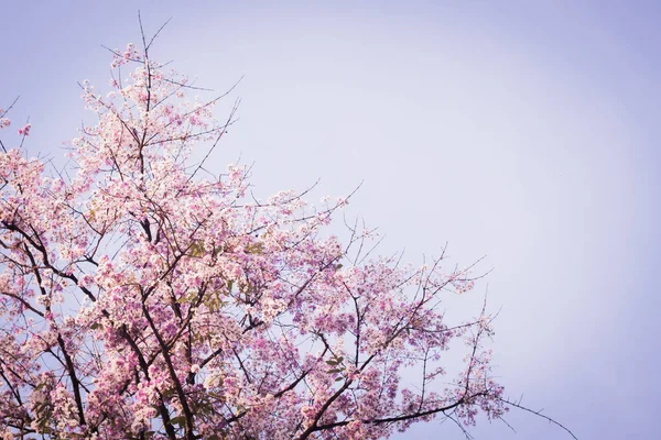 Flor de cerezo rosa, hermosas flores contra el cielo azul en primavera verano hermosa naturaleza dulce —  Fotos de Stock