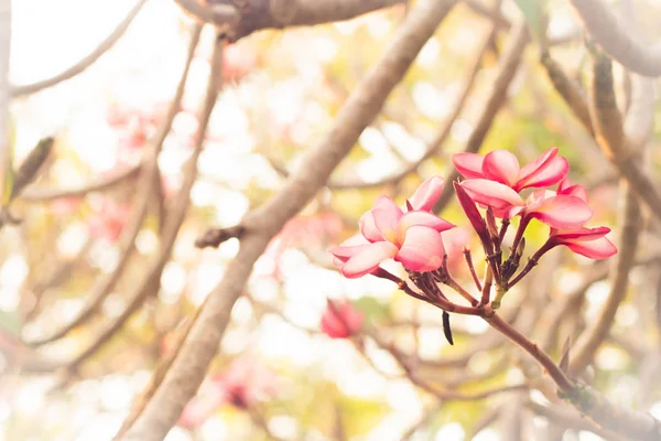 Belle fleur tropicale rose et pétales Plumeria fleur fleurir.Spring.Ssummer.bokeh flou nature background.warm ton jaune — Photo
