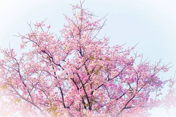 Flor de cereja rosa, belas flores contra o céu claro na primavera verão linda natureza doce — Fotografia de Stock