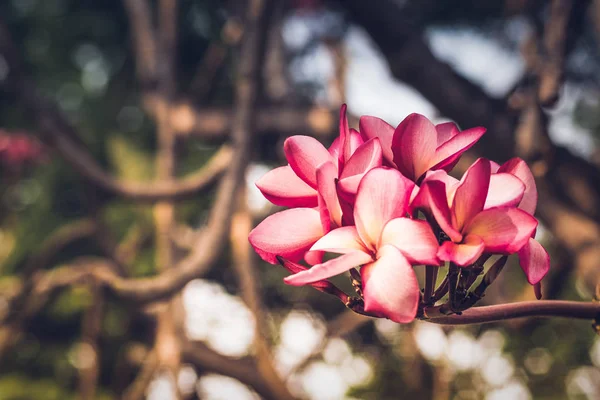 Belle fleur tropicale rose et pétales Plumeria fleur fleurir.Spring.Ssummer.bokeh flou fond nature . — Photo