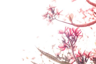 Güzel pembe tropikal çiçek ve yaprakları Plumeria çiçek çiçek. Spring.Summer.bokeh doğa arka plan bulanıklık.