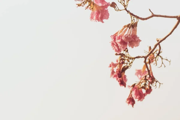 Lindas flores de primavera rosa em um galho de árvore isolado no branco — Fotografia de Stock