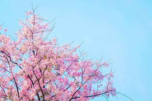 Розовый цветок вишни, красивые цветы против голубого неба весной прекрасная сладкая природа — стоковое фото
