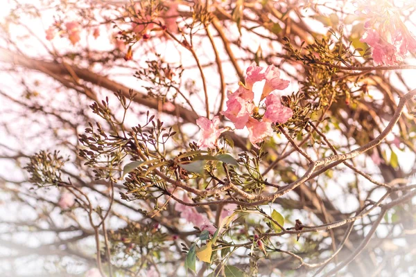 Třešňový květ růžový, krásné květiny proti jasné obloze v jaro léto krásné milé povahy selektivní fokus rozostření pozadí — Stock fotografie