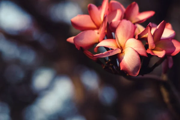 Belle fleur tropicale rose et pétales Plumeria fleur fleurir.Spring.Ssummer.bokeh flou fond nature . — Photo