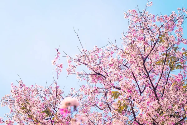 Roze kersenbloesem, mooie bloemen tegen blauwe hemel in de lente zomer heerlijk zoete natuur — Stockfoto