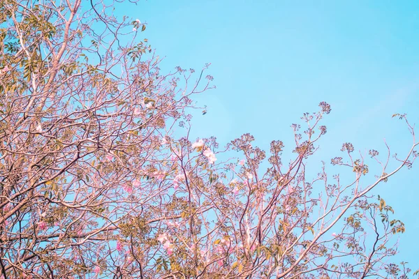 Flor de cereja rosa, belas flores contra o céu azul na primavera verão linda natureza doce — Fotografia de Stock