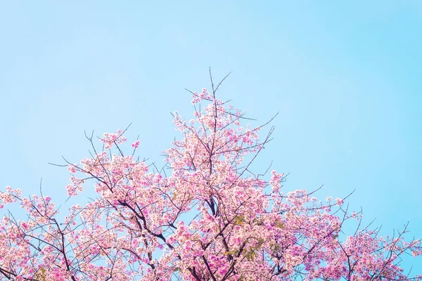 Bela flor de cereja sakura flor rosa contra azul céu primavera verão natureza fundo — Fotografia de Stock