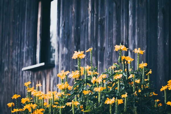 Begreppet våren trädgårdsskötsel gul fräsch ljus idé trä bakgrund nära väggen — Stockfoto