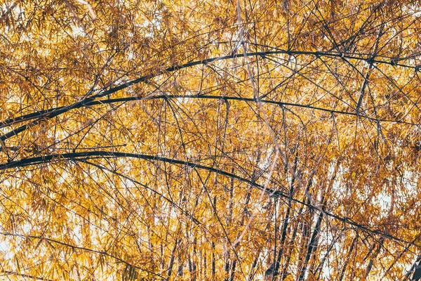 Ramos de folhas douradas Primavera de bambu verão bela natureza ideia fundo — Fotografia de Stock