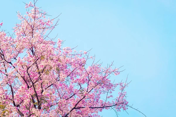 Flor de cereja rosa, belas flores contra o céu azul na primavera verão linda natureza doce — Fotografia de Stock