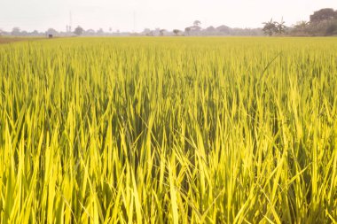 Pirinç alanları terasları ile taze genç pirinç, Tayland