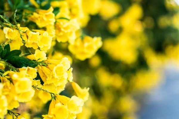 Tiny beautiful blossom yellow flower bushes wall along street background — Stock Photo, Image