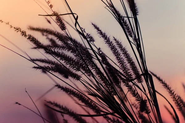 Bella scena con agitazione erba selvatica a bellissimo sfondo romantico tramonto — Foto Stock