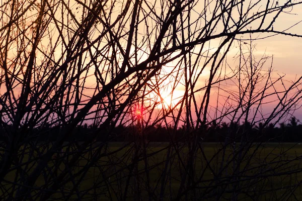 Árvore seca sem folhas no inverno contra o sol doce céu nascente belo fundo Paisagem — Fotografia de Stock
