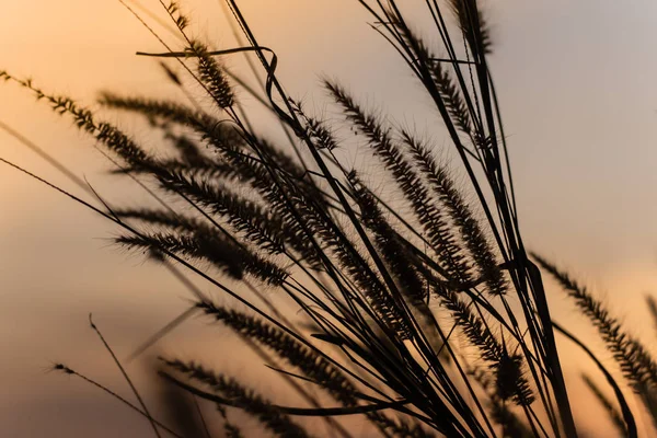 Bella scena con agitazione erba selvatica a bellissimo sfondo romantico tramonto — Foto Stock