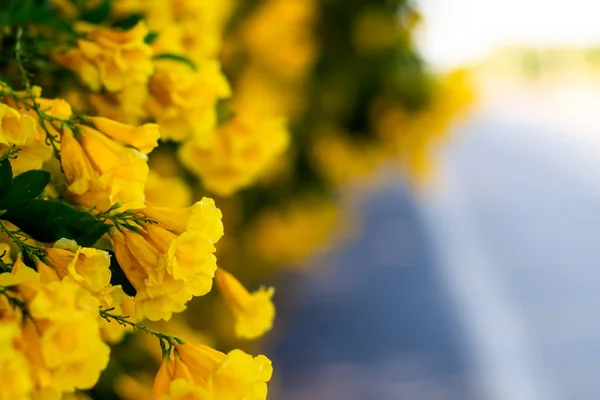 Flores de flor amarilla en el camino hermoso desenfoque fondo de la naturaleza — Foto de Stock