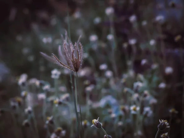 Vintage bakgrunden lite blommor, naturen vacker, våren natur, vilda gräs bakgrund — Stockfoto