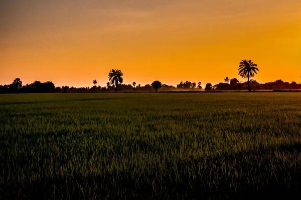 Hermoso cielo naranja atardecer sobre el campo de arroz puddy fondo de la naturaleza en Asia —  Fotos de Stock