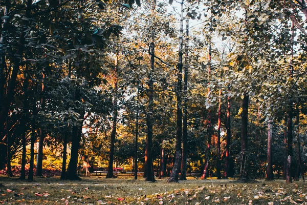 Hermoso parque público con hojas caídas hermoso fondo natural — Foto de Stock