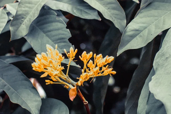 Keltainen ixora flowe luonto vihreät lehdet tausta — kuvapankkivalokuva