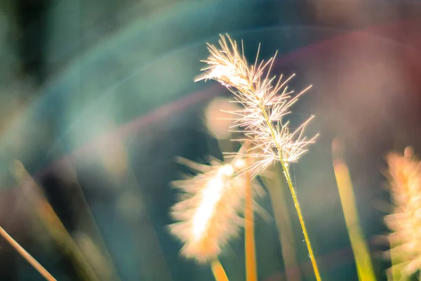 Sfondo vintage piccoli fiori, la natura bella, tonificante design primavera natura fiori selvatici sfondo — Foto Stock