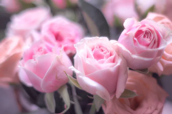 柔和的颜色粉红色柔和的花美丽的背景 — 图库照片