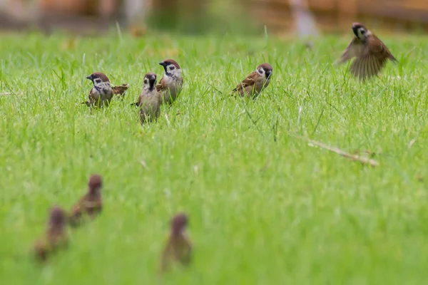 Pardais se reúnem na grama com fundo verde — Fotografia de Stock