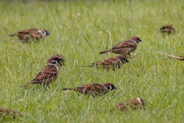 Small sparrows come together join group on green grass background