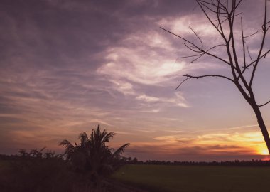 günbatımı güzel gökyüzü arka plan aşağıda çölde kuru ağaç siluet