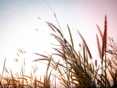 Çim yumuşak odak çiçek ve arka plan vahşi doğa için vintage tarzı ile bulanık
