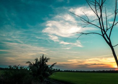 ağaç siluet günbatımı güzel ve karanlık gökyüzü arka plan dönüm yeşil alan aşağıda çölde Kuru