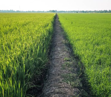 Bahar Yaz manzara. yeşil çayır alan doğa arka plan arasında yol
