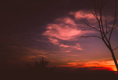 günbatımı güzel tatlı pembe ve turuncu gökyüzü arka plan aşağıda çölde kuru ağaç siluet