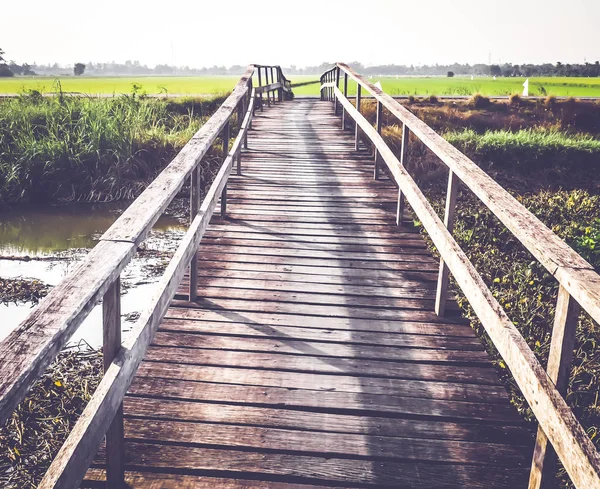 old wooden bridge to green rice field in spring summer