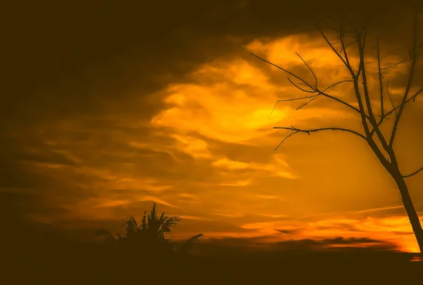 Silueta de árbol seco en el desierto debajo de la puesta del sol hermoso fondo cielo naranja — Foto de Stock