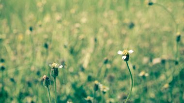  bahar yaz doğa küçük çiçekler, doğa güzel, tonlama tasarım, güneş bitkiler. doğa arka plan yeşil çimen