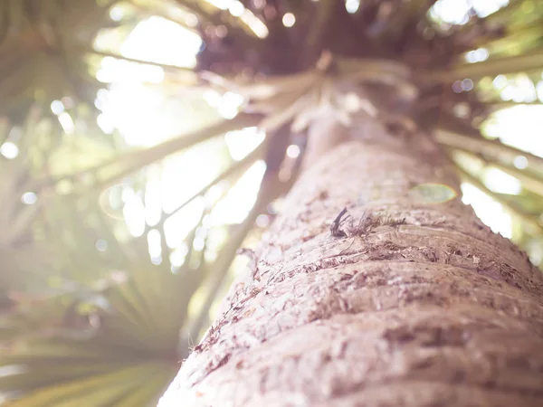Palmeira Visão de close-up inferior de coqueiro tropical grande natureza férias férias conceito ideia — Fotografia de Stock
